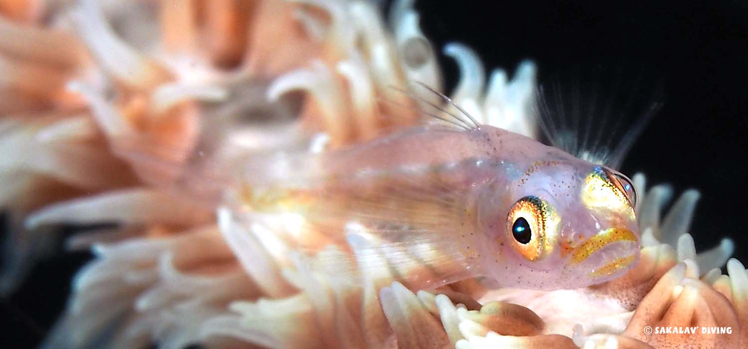 offre spéciale plongée à Nosy Be offre spéciale plongée à Nosy Be Madagascar